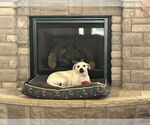 Small American Pit Bull Terrier-Beagle Mix