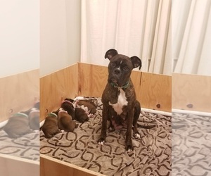 Mother of the Boxer puppies born on 12/07/2018