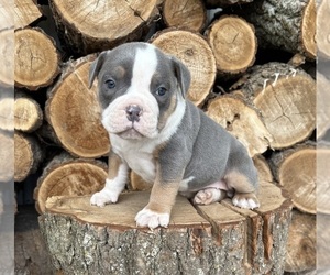 American Bulldog Puppy for sale in MIDDLEBURY, IN, USA