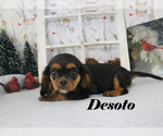 Puppy 4 Cavalier King Charles Spaniel