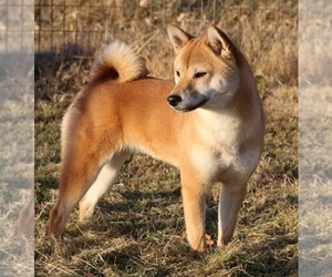 Mother of the Shiba Inu puppies born on 01/17/2024