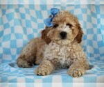 Small #1 Cavapoo (Miniature)