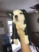Small Photo #4 Boston Terrier Puppy For Sale in COLUMBIAVILLE, MI, USA
