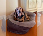 Small #7 Beagle