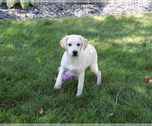 Medium Photo #4 Labrador Retriever Puppy For Sale in SYRACUSE, IN, USA