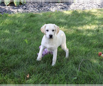 Small #3 Labrador Retriever