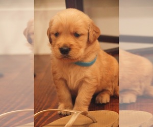 Golden Retriever Puppy for sale in AIKEN, SC, USA