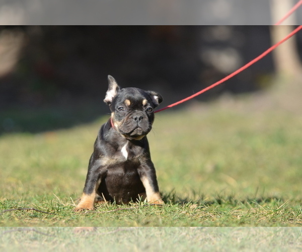 Medium Photo #33 French Bulldog Puppy For Sale in Kiskoros, Bacs-Kiskun, Hungary