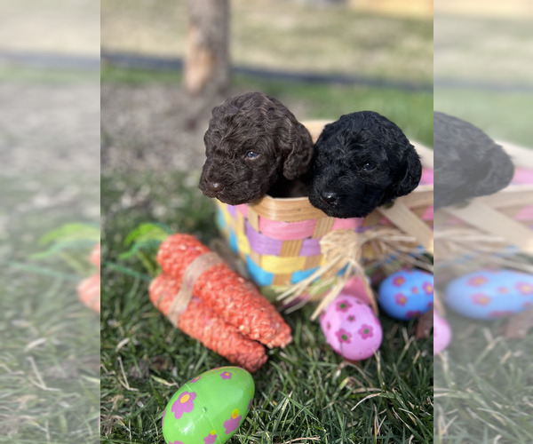Medium Photo #10 Spanish Water Dog Puppy For Sale in NEW ALBANY, IN, USA