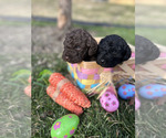 Small Photo #10 Spanish Water Dog Puppy For Sale in NEW ALBANY, IN, USA