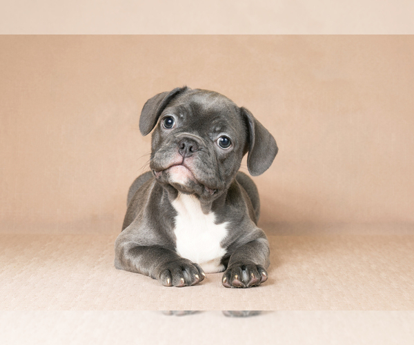 Medium Photo #3 French Bulldog Puppy For Sale in BITTER LAKE, WA, USA