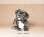 Small Photo #3 French Bulldog Puppy For Sale in BITTER LAKE, WA, USA