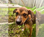 Small #6 American Staffordshire Terrier Mix