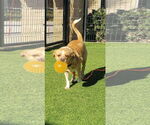 Small #3 Basenji Mix