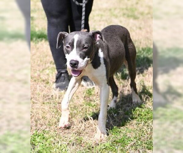 Medium Photo #3 Mutt Puppy For Sale in Glen Allen, VA, USA