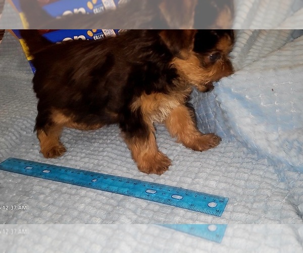 Medium Photo #258 Yorkshire Terrier Puppy For Sale in AKRON, OH, USA