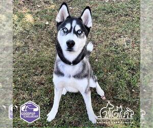 Siberian Husky Dogs for adoption in Irvine, CA, USA