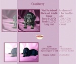 Puppy Cranberry Dachshund