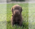 Small Photo #26 Labrador Retriever Puppy For Sale in FREDERICKSBG, OH, USA