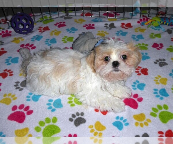 Medium Photo #9 Shih Tzu Puppy For Sale in TUCSON, AZ, USA
