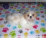 Small #8 Shih Tzu
