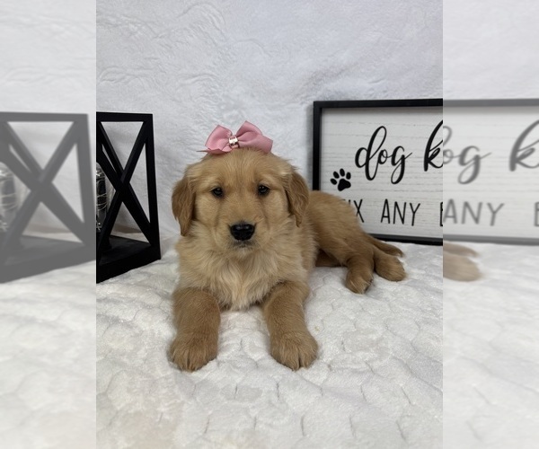 Medium Photo #3 Golden Retriever Puppy For Sale in GREENFIELD, IN, USA