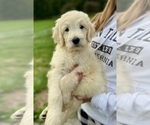 Small Photo #5 Goldendoodle Puppy For Sale in SOUTHBURY, CT, USA