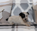 Small Photo #4 Fox Terrier (Smooth)-Poodle (Miniature) Mix Puppy For Sale in SHILOH, OH, USA