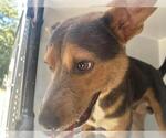 Small American Pit Bull Terrier Mix
