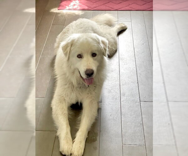 Medium Photo #4 Great Pyrenees Puppy For Sale in Spring, TX, USA