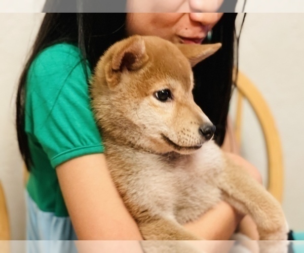 Medium Photo #18 Shiba Inu Puppy For Sale in FREMONT, CA, USA