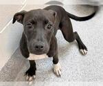 Small #2 Labrador Retriever Mix