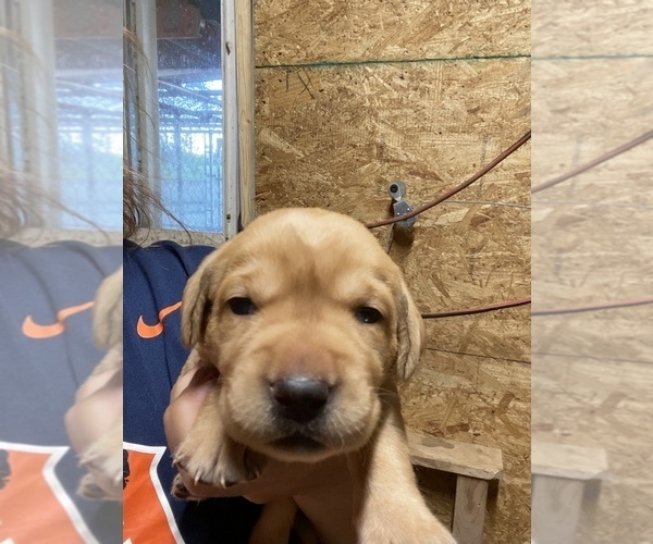 Medium Photo #1 Labrador Retriever Puppy For Sale in FALMOUTH, MI, USA