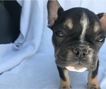 Small Photo #14 French Bulldog Puppy For Sale in STKN, CA, USA