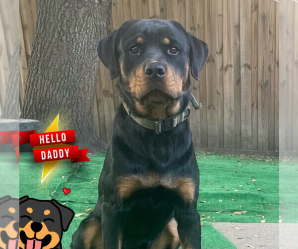 Medium Photo #1 Rottweiler Puppy For Sale in FOUR OAKS, NC, USA