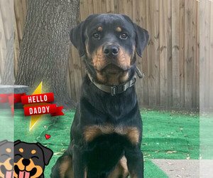 Father of the Rottweiler puppies born on 09/03/2022