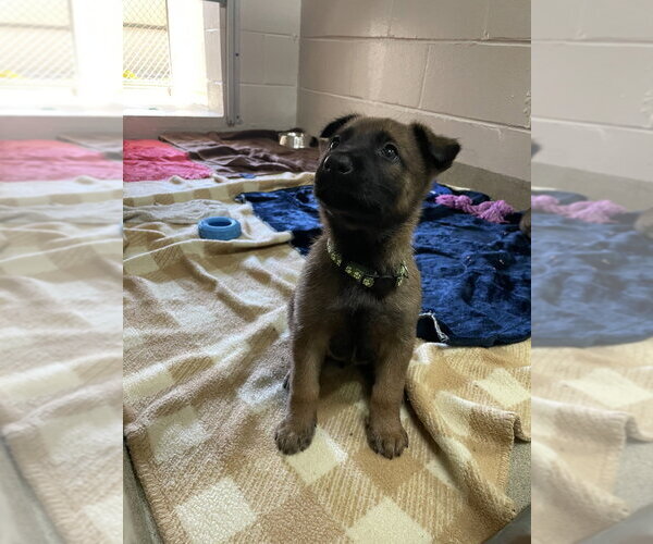 Medium Photo #2 Mutt Puppy For Sale in Imlay City, MI, USA