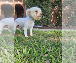 Small #2 Maltese