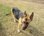 Small Photo #1 German Shepherd Dog Puppy For Sale in MOSCOW, TN, USA