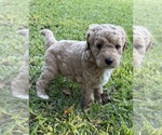 Puppy 3 Goldendoodle (Miniature)