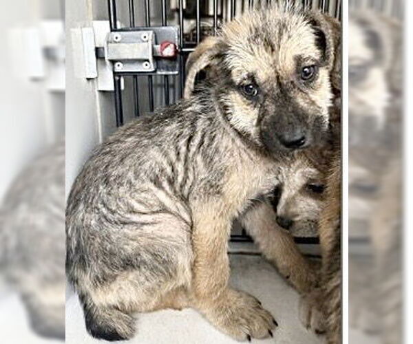 Medium Photo #1 Labrador Retriever Puppy For Sale in Houston, TX, USA