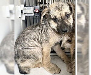 Labrador Retriever Dogs for adoption in Houston, TX, USA