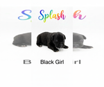 Small #5 Labrador Retriever Mix
