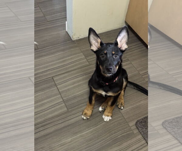 Medium Photo #17 German Shepherd Dog Puppy For Sale in Seattle, WA, USA