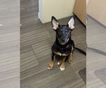 Small #16 German Shepherd Dog