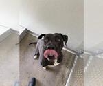 Small #1 American Pit Bull Terrier