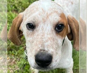 Beagle-English Coonhound Mix Dogs for adoption in Bristol, CT, USA
