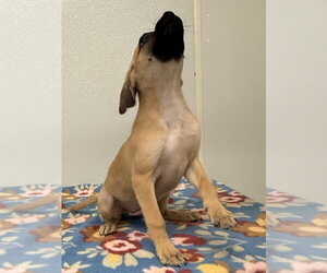 Betty Jo - Female Chihuahua-Unknown Mix Dog for Adoption - Photo #4