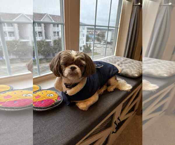 Medium Photo #5 Shih Tzu Puppy For Sale in Gulfport, MI, USA