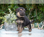 Small Photo #2 German Shepherd Dog Puppy For Sale in GRABILL, IN, USA